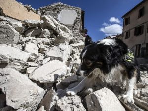 Um cão farejador do corpo de bombeiros faz buscas por vítimas sob escombros em Arquata, na Itália (Foto: Angelo Carconi / AP Photo)